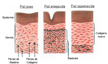 colageno