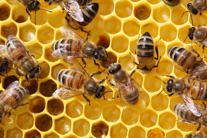 Bienenwabe