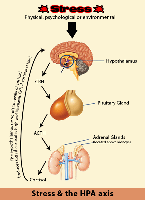 hpa-axis