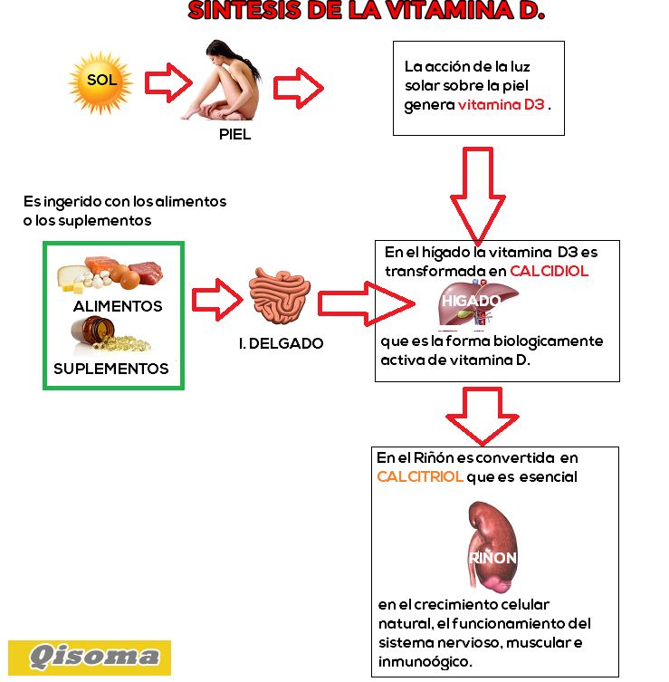 sintesis vitamina d-compressed