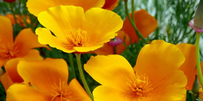 amapola-californiana-354dwyfm5wz1tyqyj04oay
