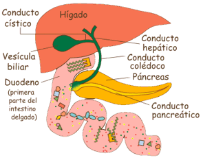 higado_vesicula_duodeno_anim3