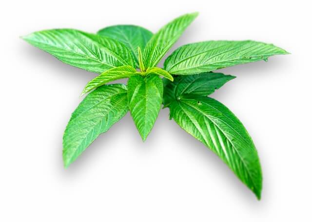 jute-plant