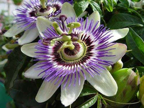 pasiflora