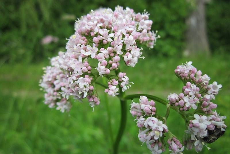 Propiedades-y-beneficios-de-la-valeriana